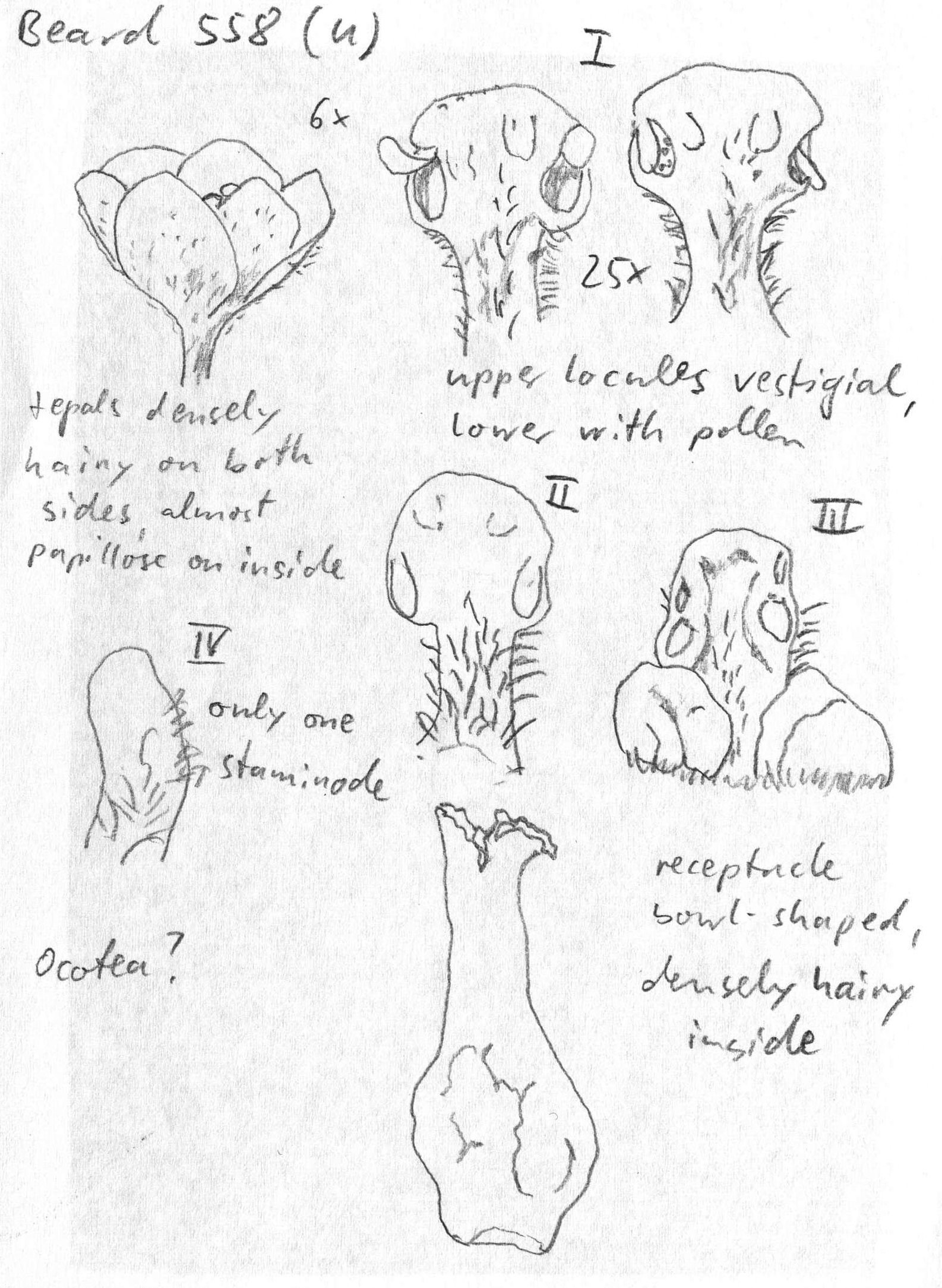 preview Damburneya martinicensis (Mez) Trofimov